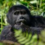 gorilla Safari