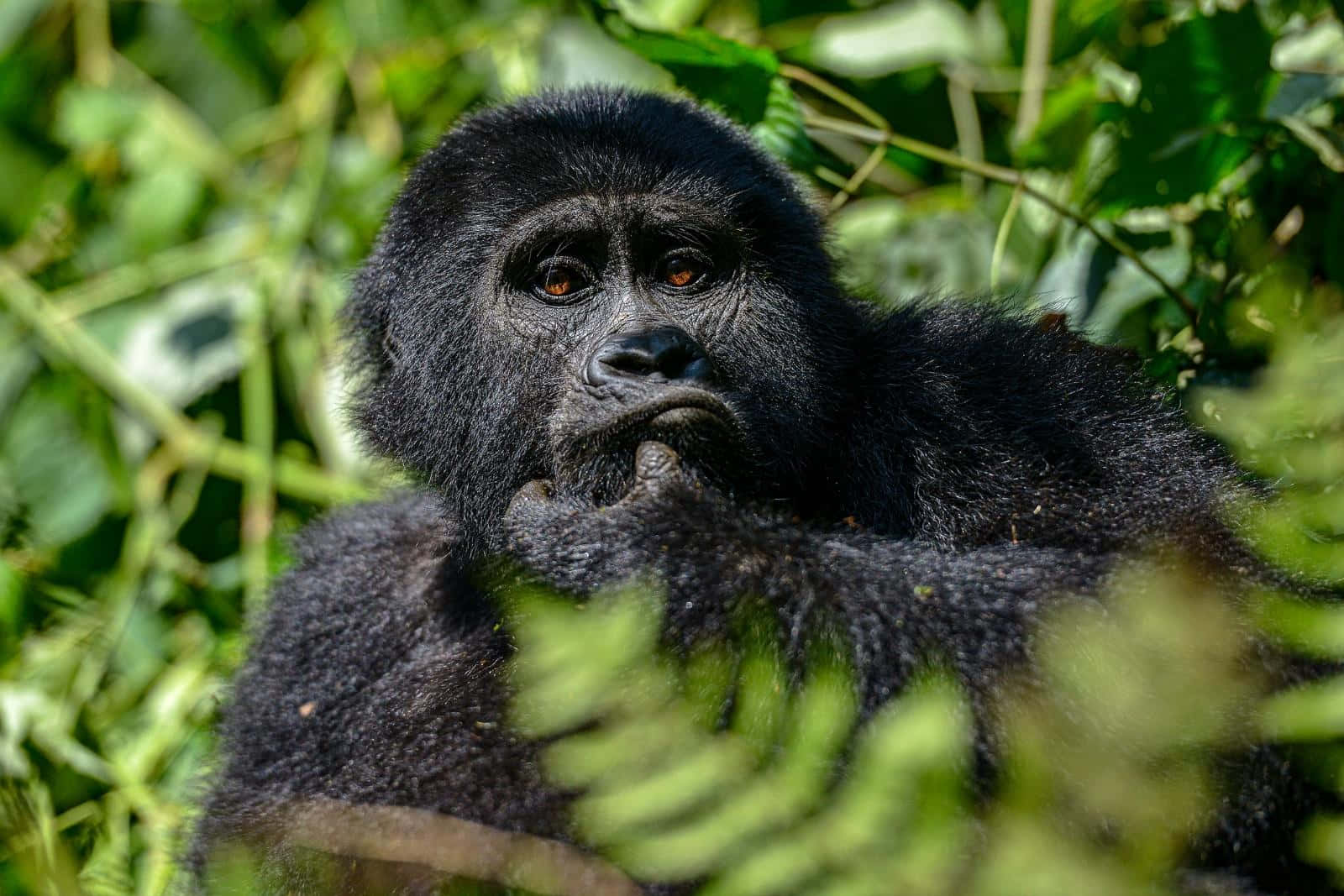 gorilla Safari