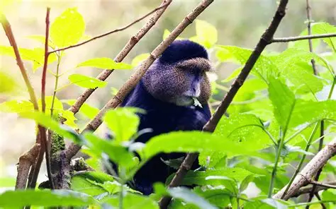 Gishwati-Mukura National Park