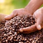 Sample Uganda Coffee