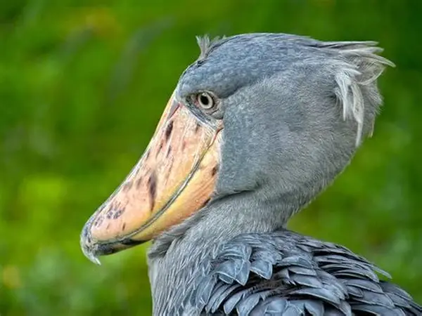 birdlife
